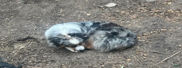 Oliver