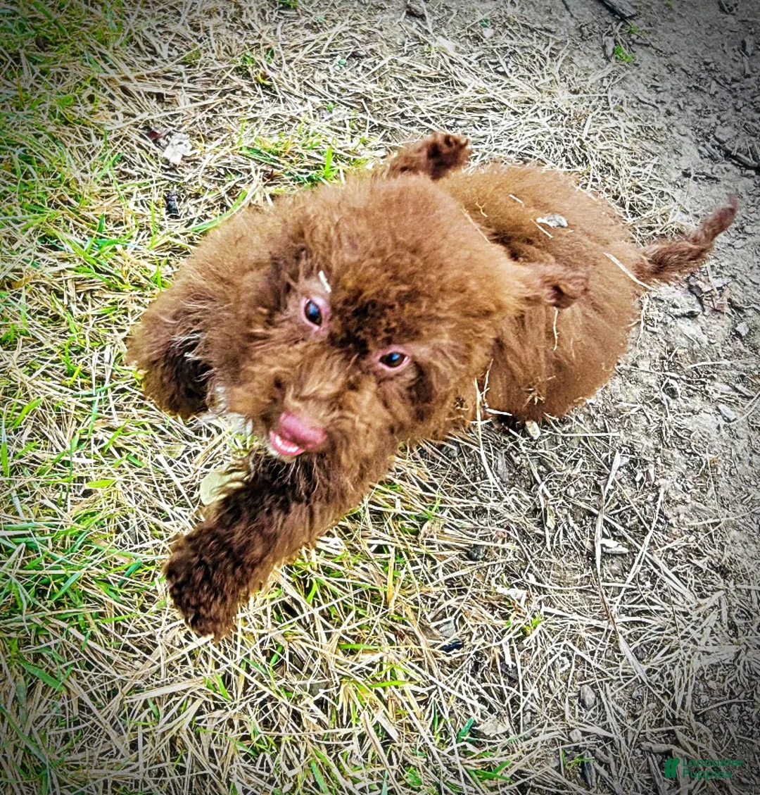 Havapoo dogs for sale: Scooby - Ad 10