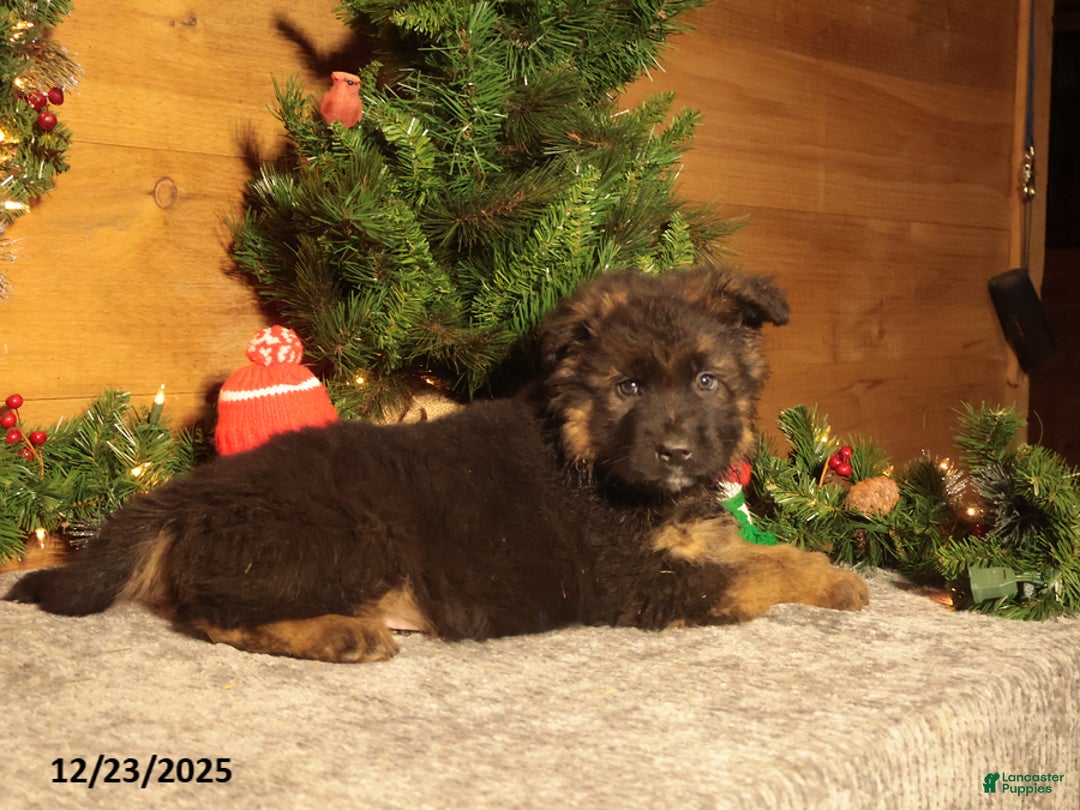 German Shepherd dogs for sale: Bobsled - Ad 3