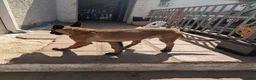 Belgian Malinois dogs for sale: Belgian Malinois Puppy 2 - Ad 3