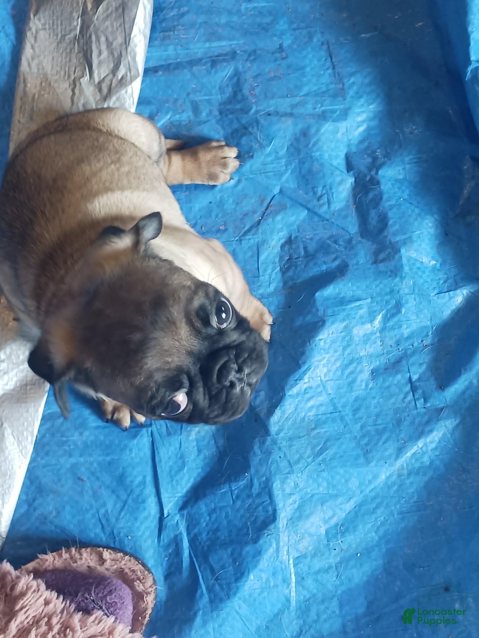 Pug dogs Pug Puppy 1 - Ad 36