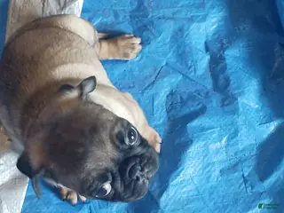 Pug dogs Pug Puppy 1 - Ad 36