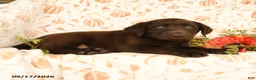 Labrador Retriever dogs for sale: Marvin - Ad 4
