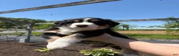 Australian Shepherd dogs for sale: Scout - Ad 4