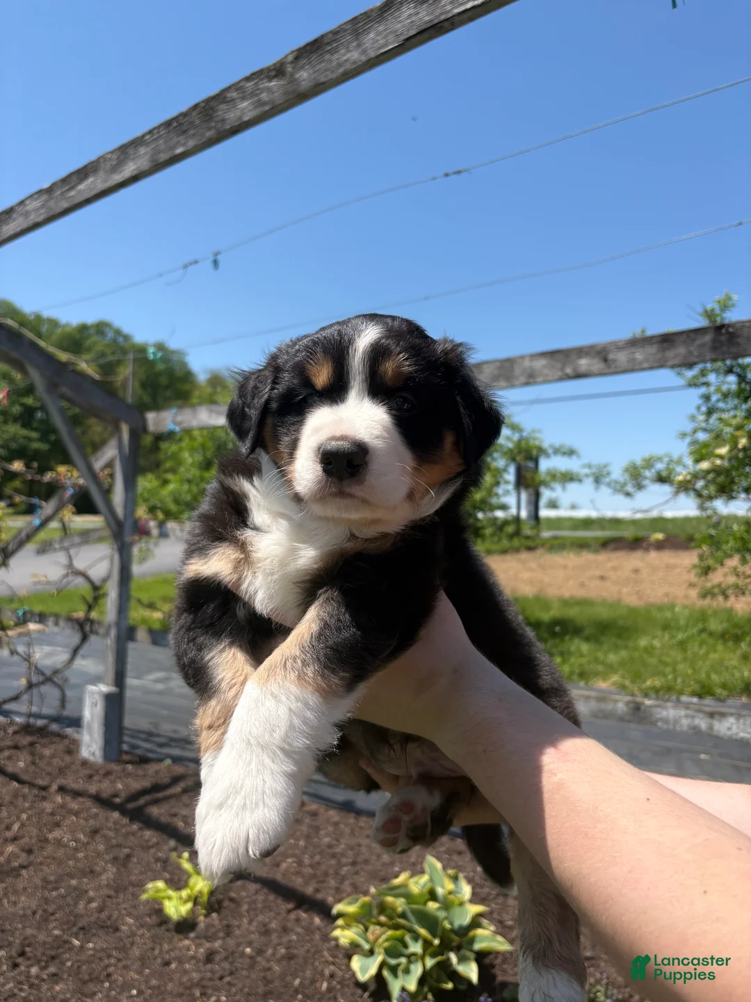 Australian Shepherd dogs for sale: Scout - Ad 4