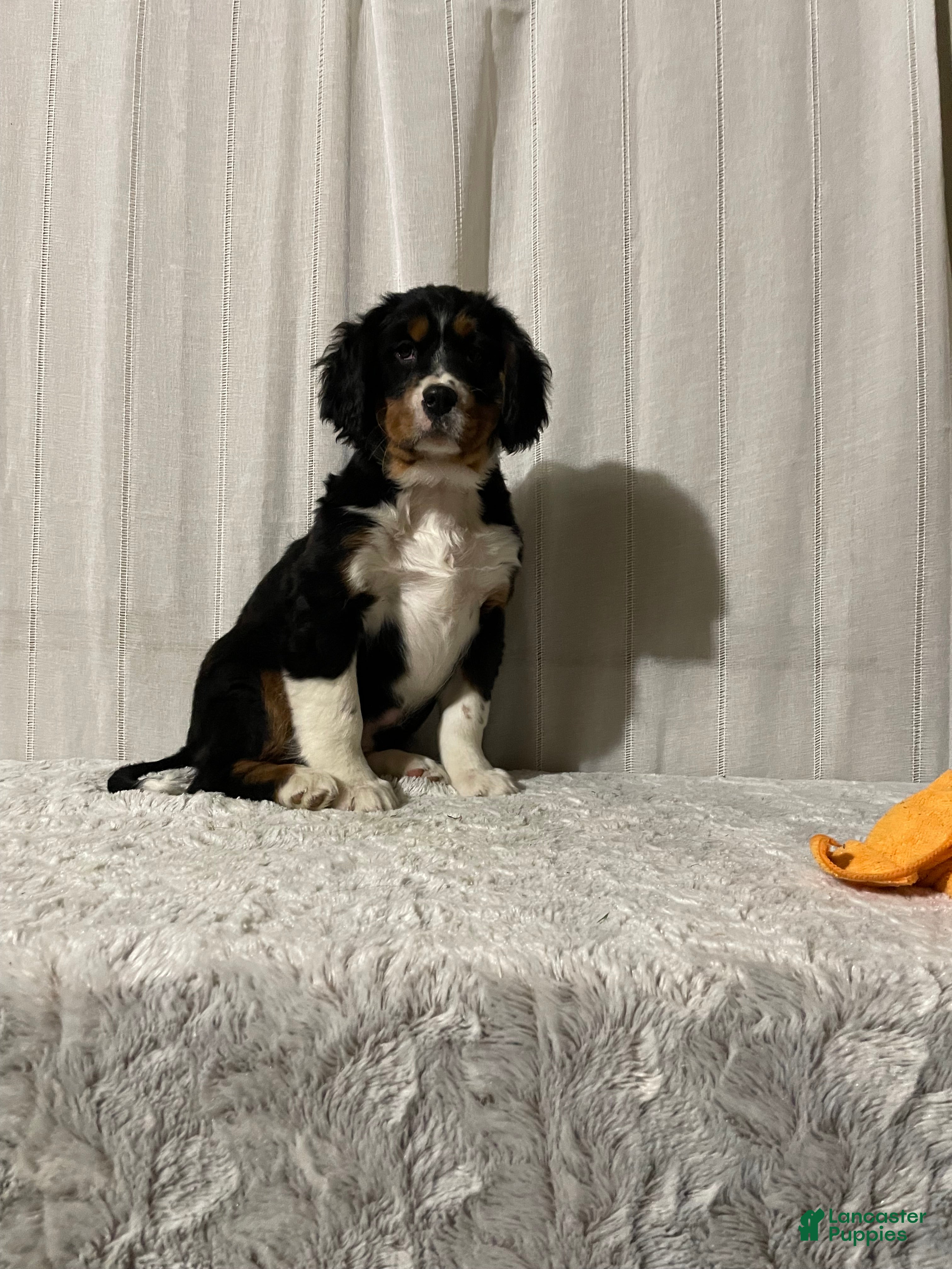 Miniature Bernese Mountain Dog dogs Victor - Ad 1