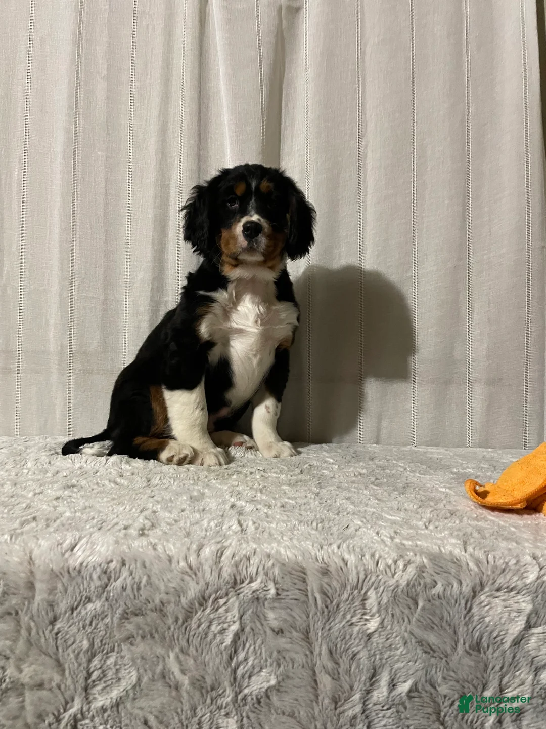 Miniature Bernese Mountain Dog dogs for sale: Victor - Ad 1