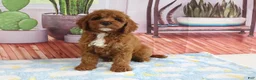 Mini Goldendoodle dogs for sale: Kassie - Ad 1