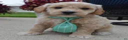 Mini Goldendoodle dogs for sale: Mini George - Ad 9
