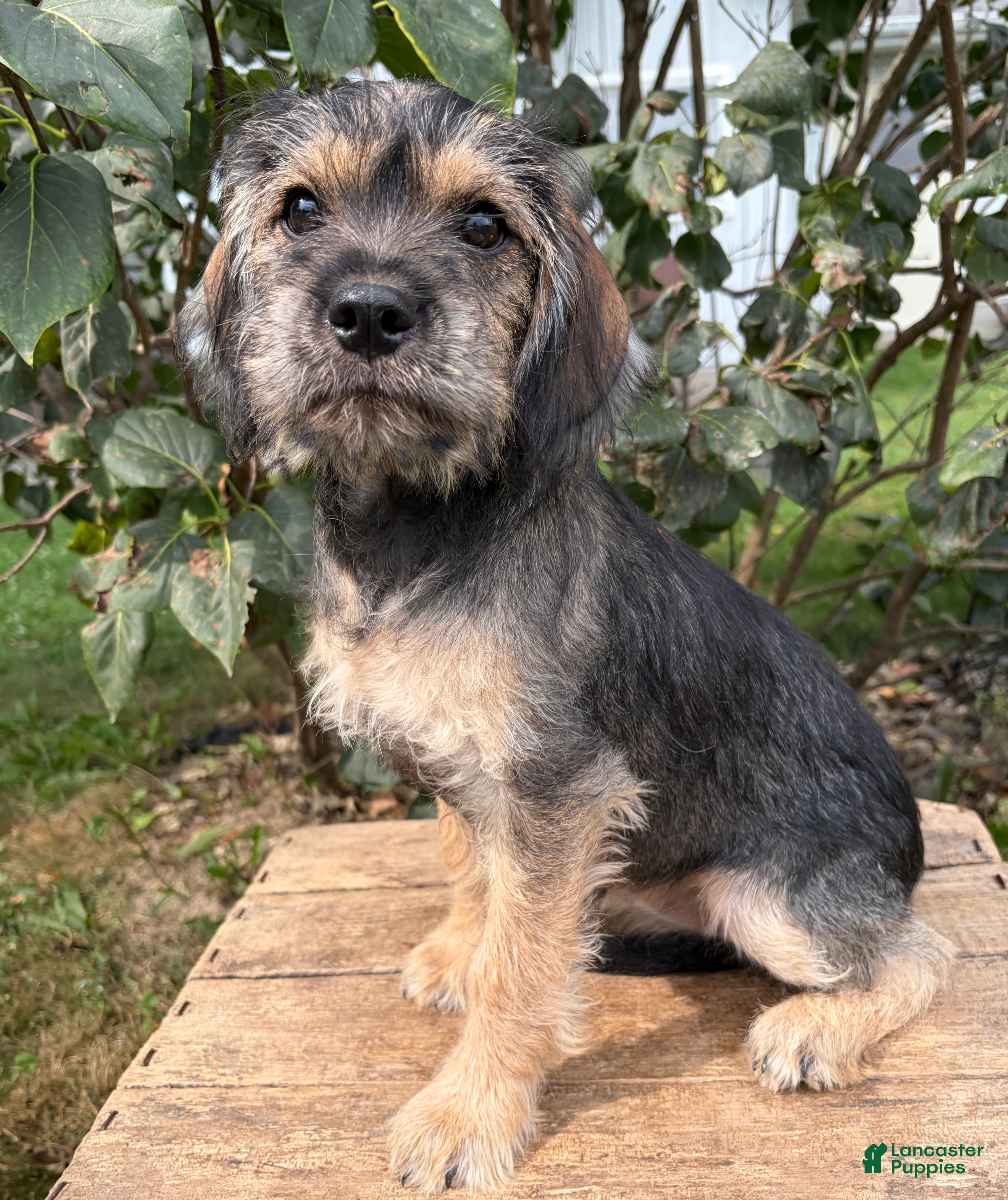 Schnoodle dogs Tia - Ad 1