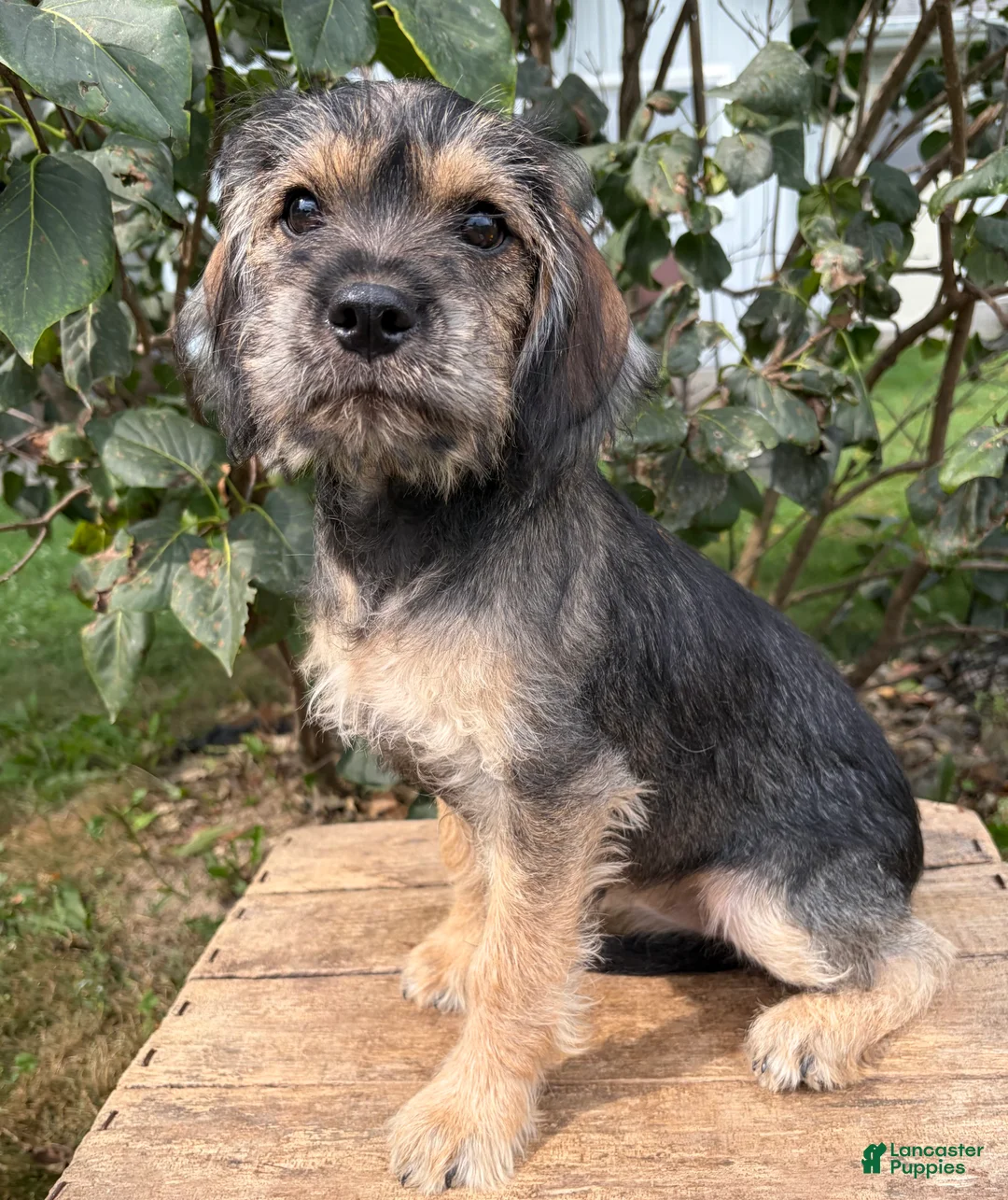 Schnoodle dogs for sale: Tia - Ad 1