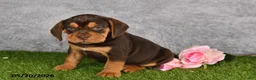 Beabull dogs for sale: Titan - Ad 3