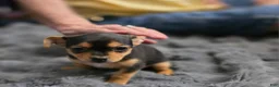 Chorkie dogs for sale: Blackie - Ad 6