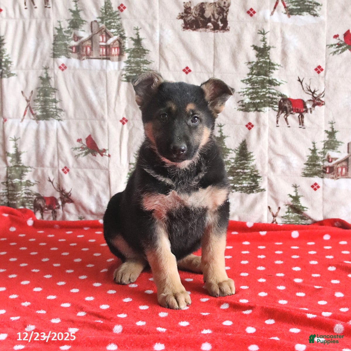 German Shepherd dogs for sale: Chief - Ad 3