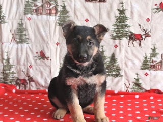 German Shepherd dogs for sale: Chief - Ad 3