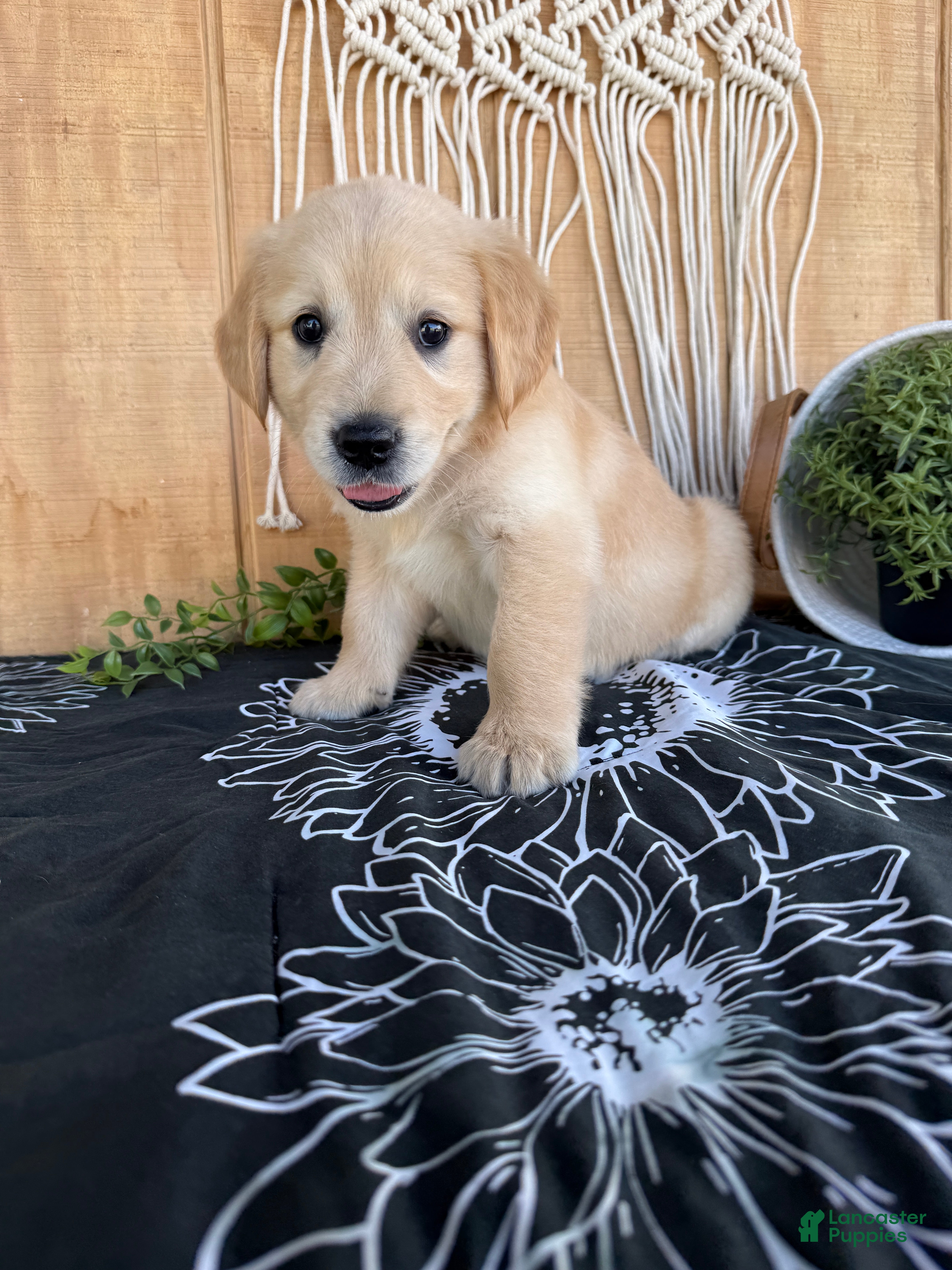 Golden Retriever dogs Grace - Ad 1