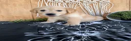 Golden Retriever dogs for sale: Grace - Ad 1