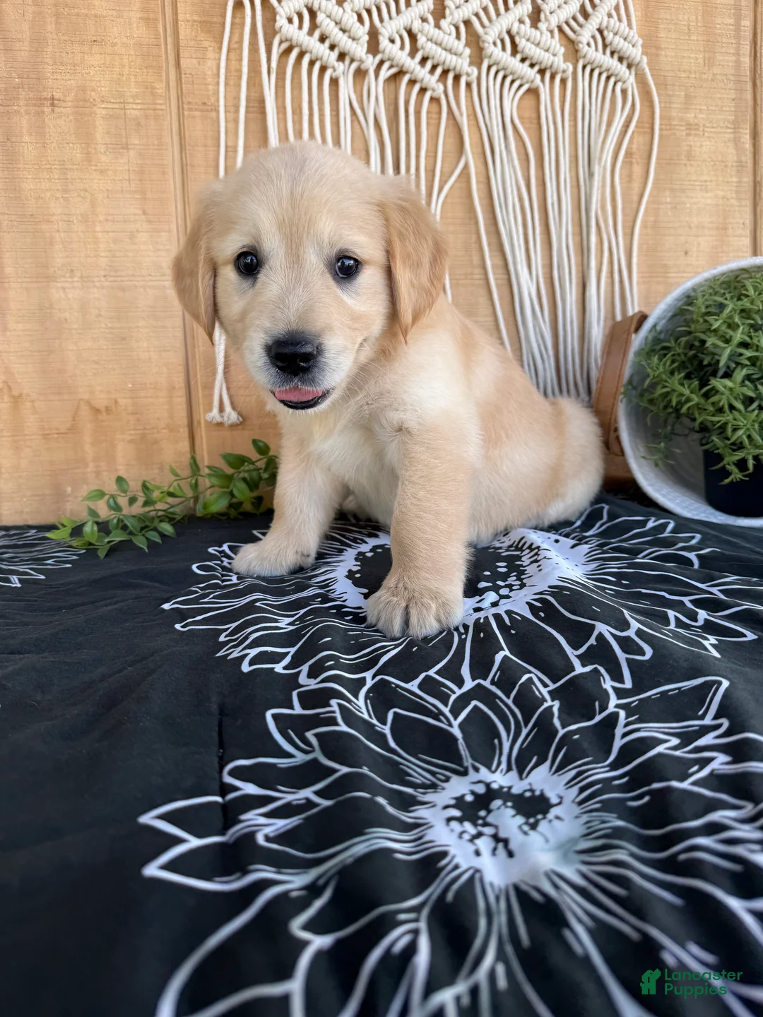 Golden Retriever dogs for sale: Grace - Ad 1
