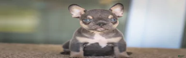 French Bulldog Boy 1