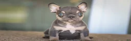 French Bulldog dogs for sale: French Bulldog Boy 1 - Ad 1