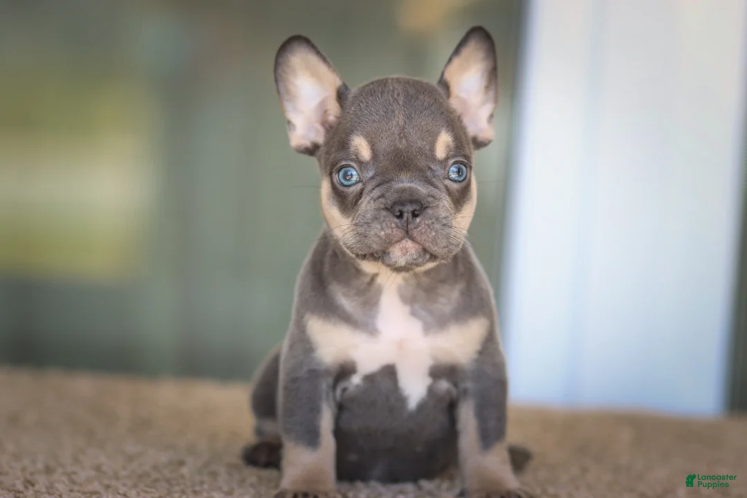 French Bulldog dogs for sale: French Bulldog Boy 1 - Ad 1