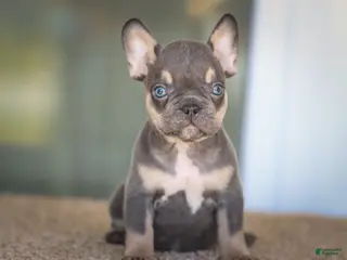 French Bulldog dogs for sale: French Bulldog Boy 1 - Ad 3