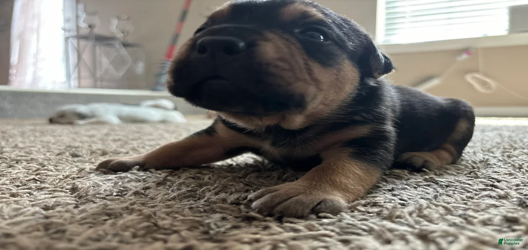 Gallery Image {{count}}