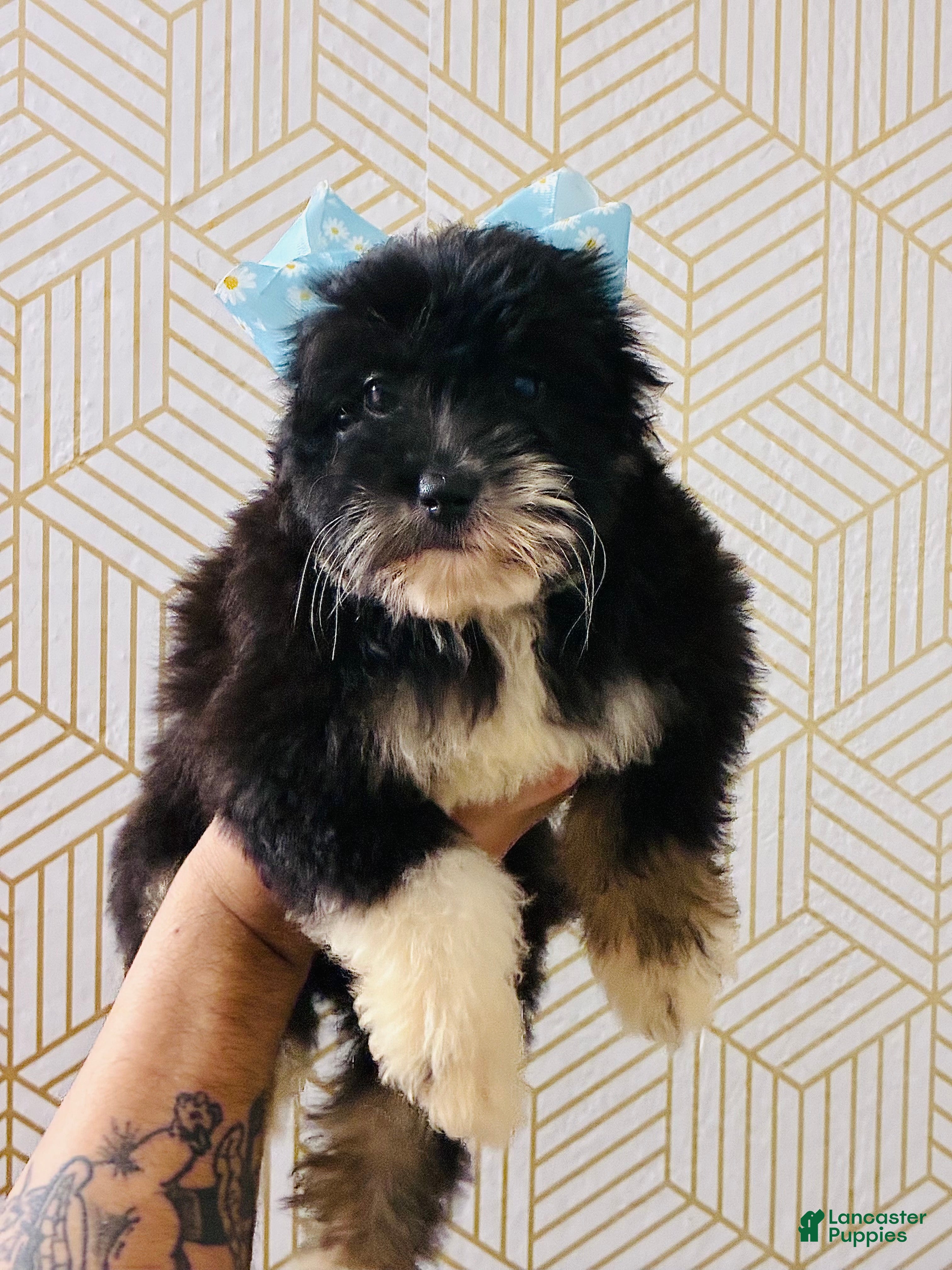Mini Aussiedoodle dogs Pebbles - Ad 6