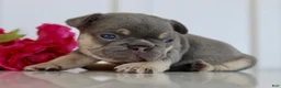 French Bulldog dogs for sale: Darren - Ad 2