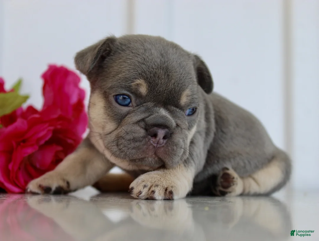 French Bulldog dogs for sale: Darren - Ad 2