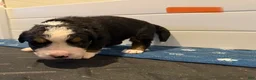 Bernese Mountain Dog dogs for sale: Orange - Ad 6