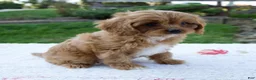 Cavapoo dogs for sale: Everly - Ad 3