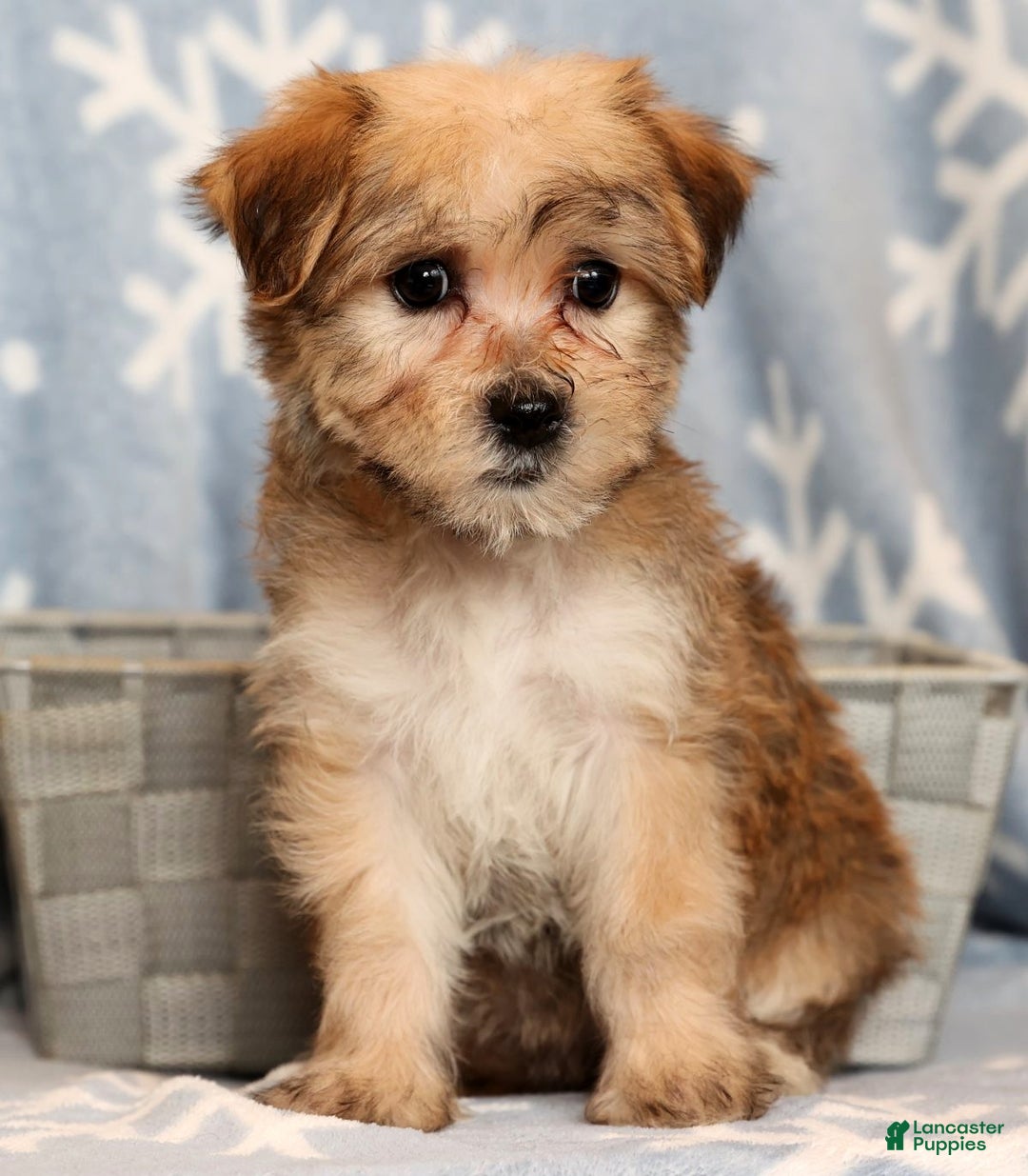 Yochon dogs for sale: Sophia - Ad 7