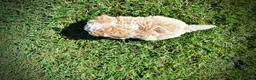 Havapoo dogs for sale: Juliet-LABOR DAY SALE-TAKE $100 OFF!!! - Ad 5