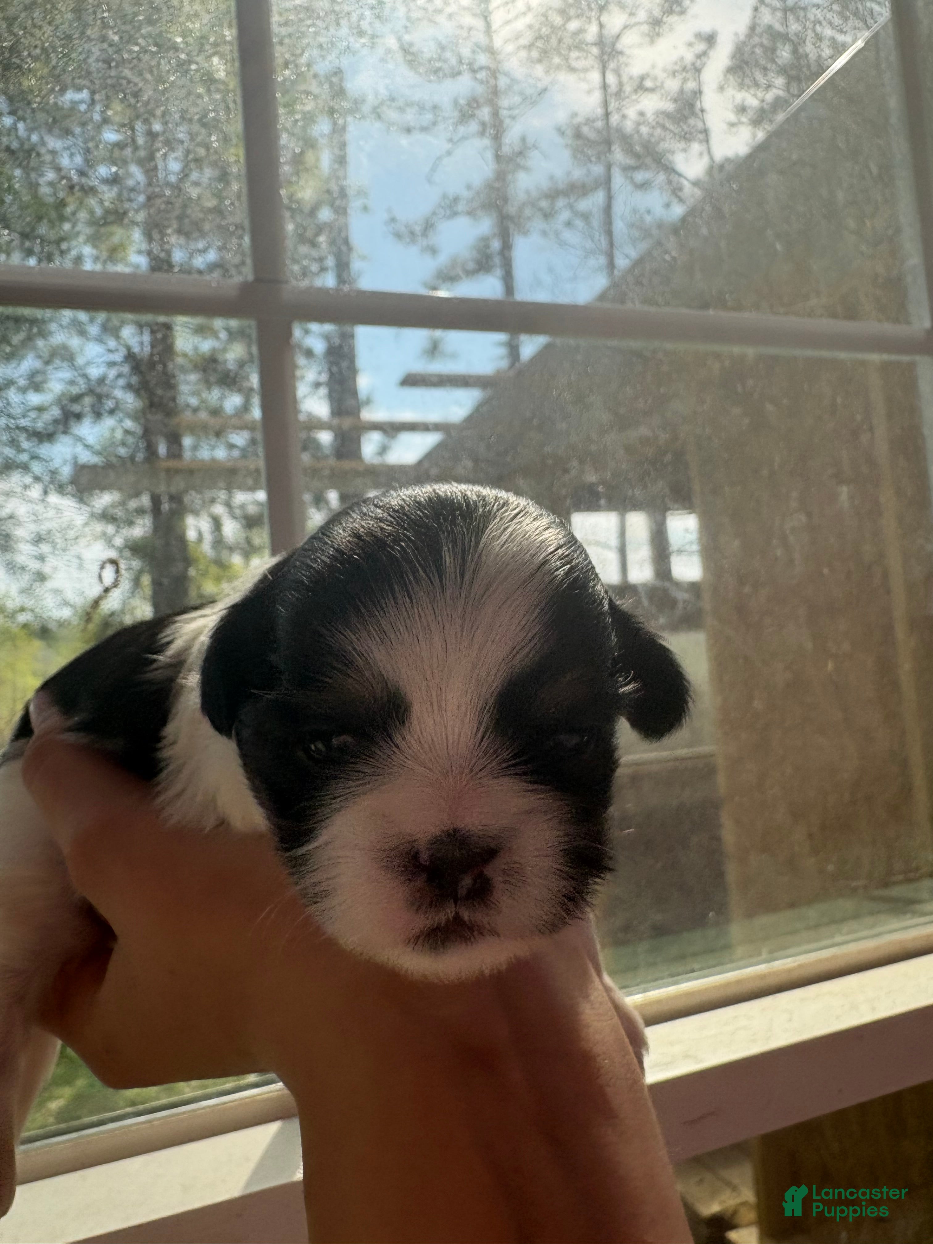 Shih Tzu dogs Shih Tzu Puppy 2 - Ad 2