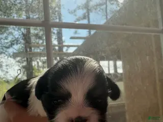 Shih Tzu dogs Shih Tzu Puppy 2 - Ad 9