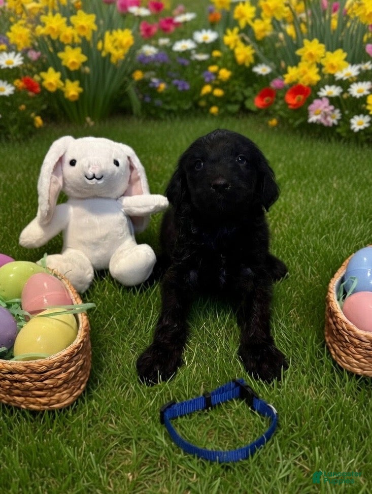 Goldendoodle dogs Goldendoodle Puppy 1 dk. Blue - Ad 16