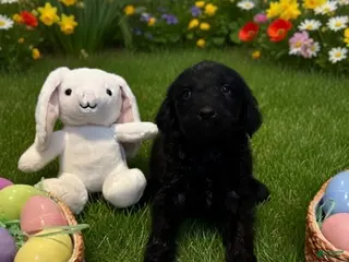 Goldendoodle dogs Goldendoodle Puppy 1 dk. Blue - Ad 16