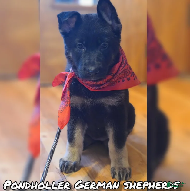 German Shepherd dogs Bi-Color Male - Ad 1
