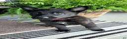 German Shepherd dogs for sale: Jasper - Ad 5