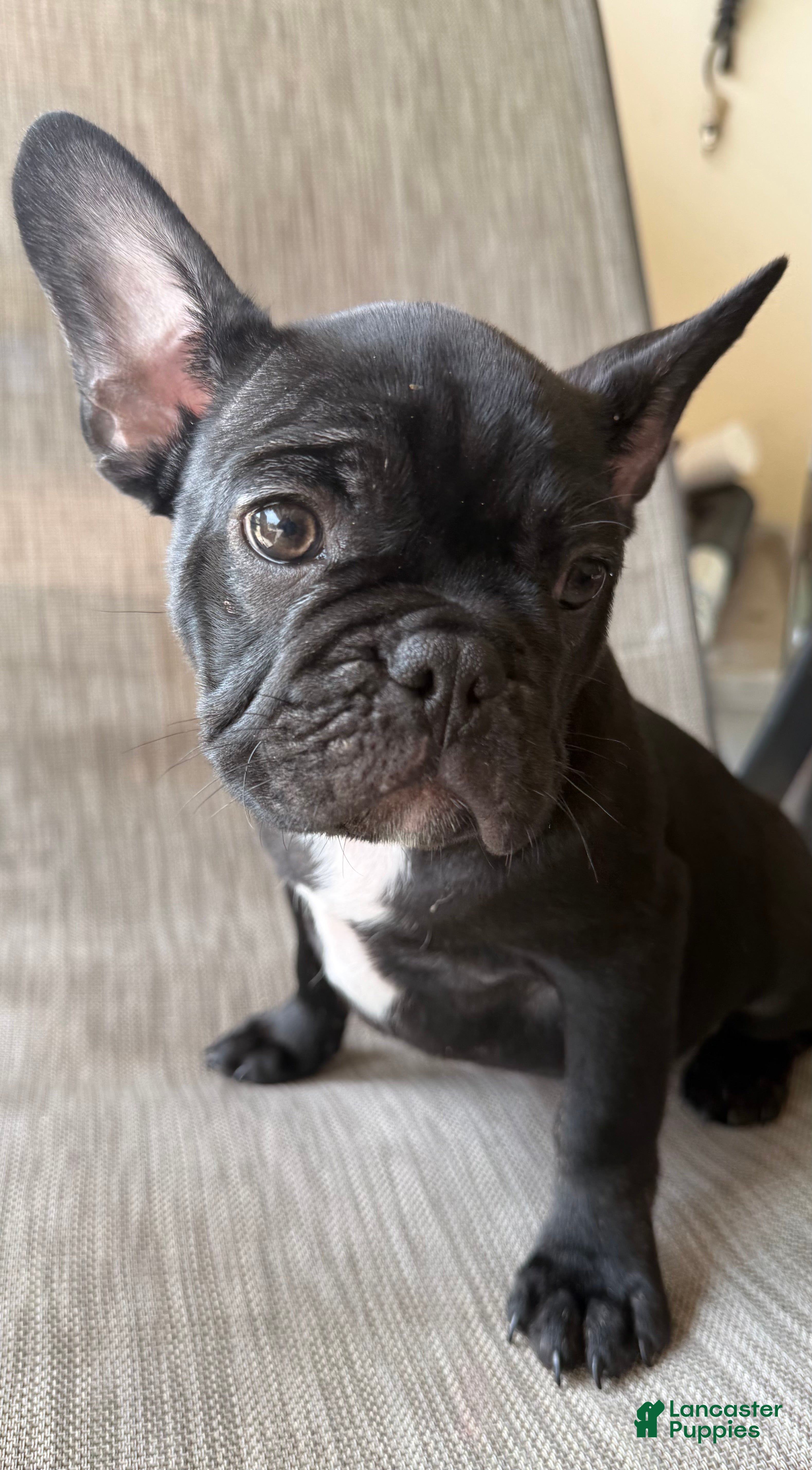 French Bulldog dogs for sale: Walker - Ad 2