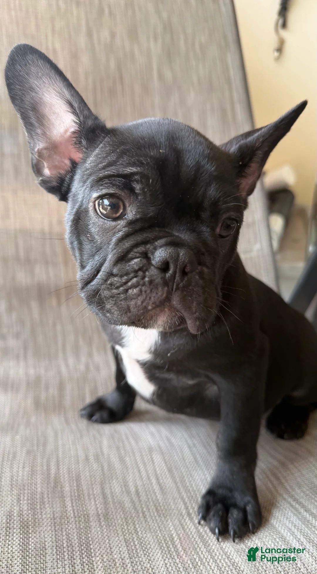 French Bulldog dogs for sale: Walker - Ad 1
