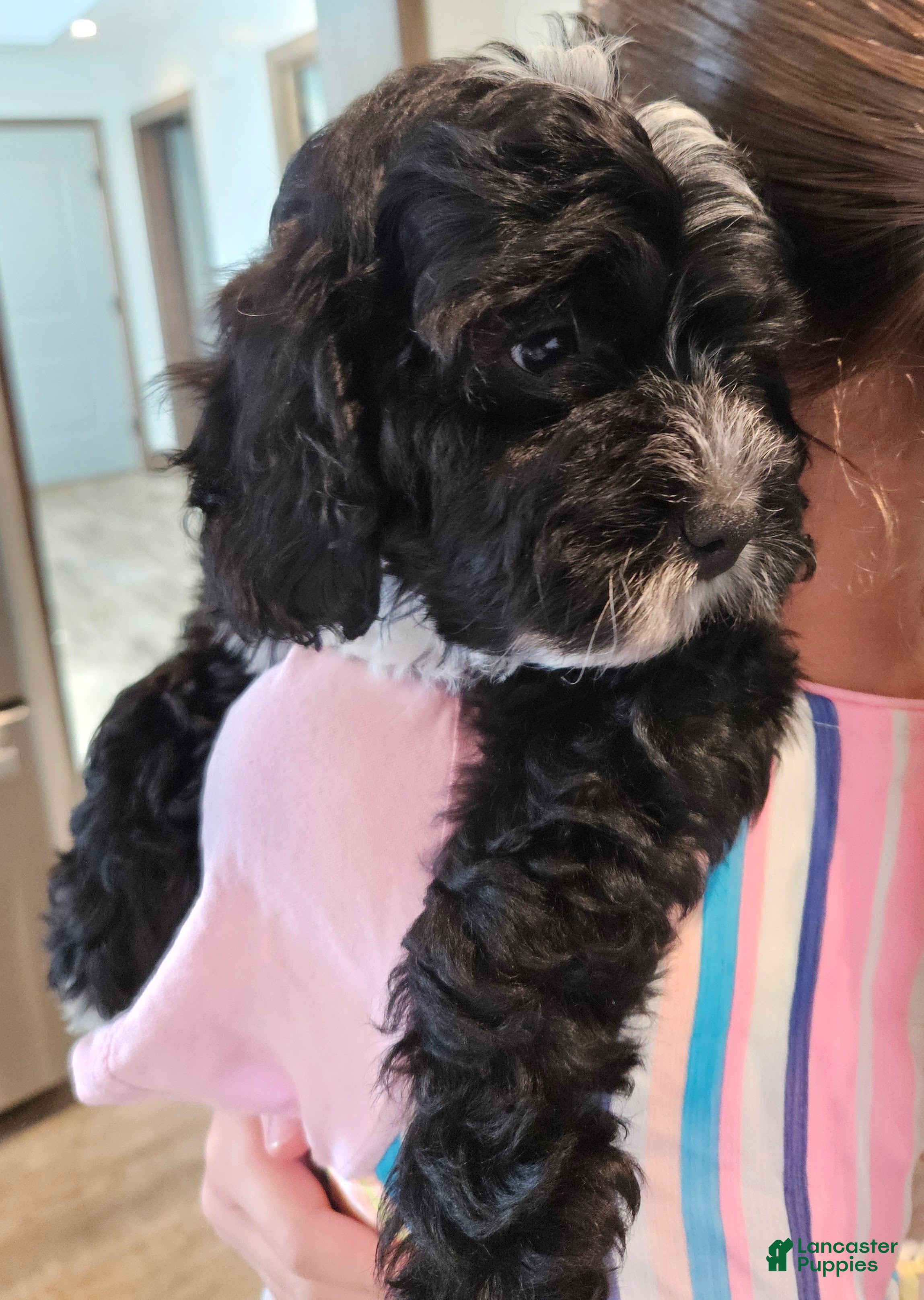Mini Bernedoodle dogs Carrie - Ad 1