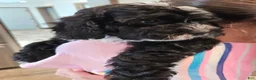 Mini Bernedoodle dogs for sale: Carrie - Ad 1