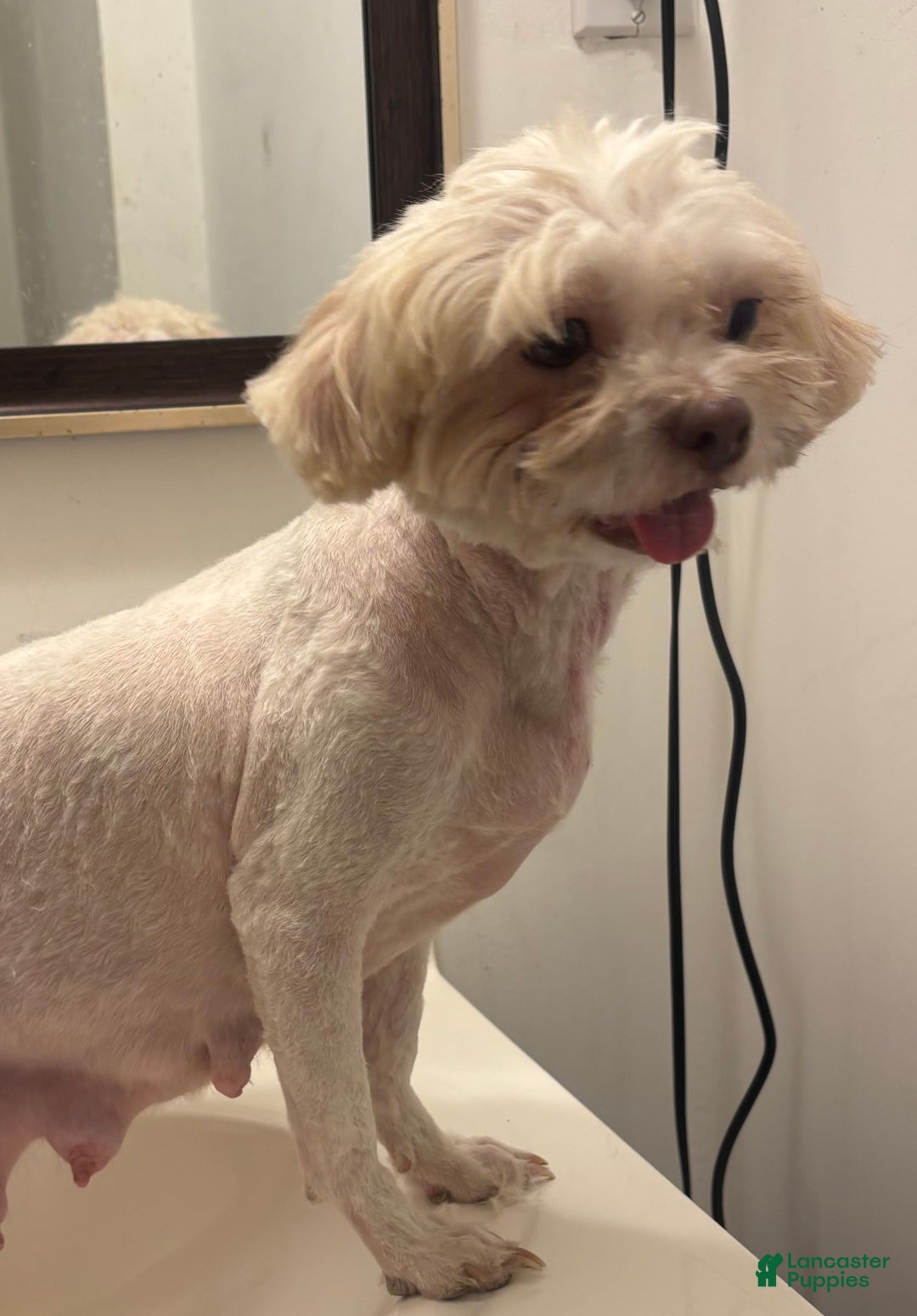 Shorkie dogs for sale: Shorkie Puppy 2 - Ad 8