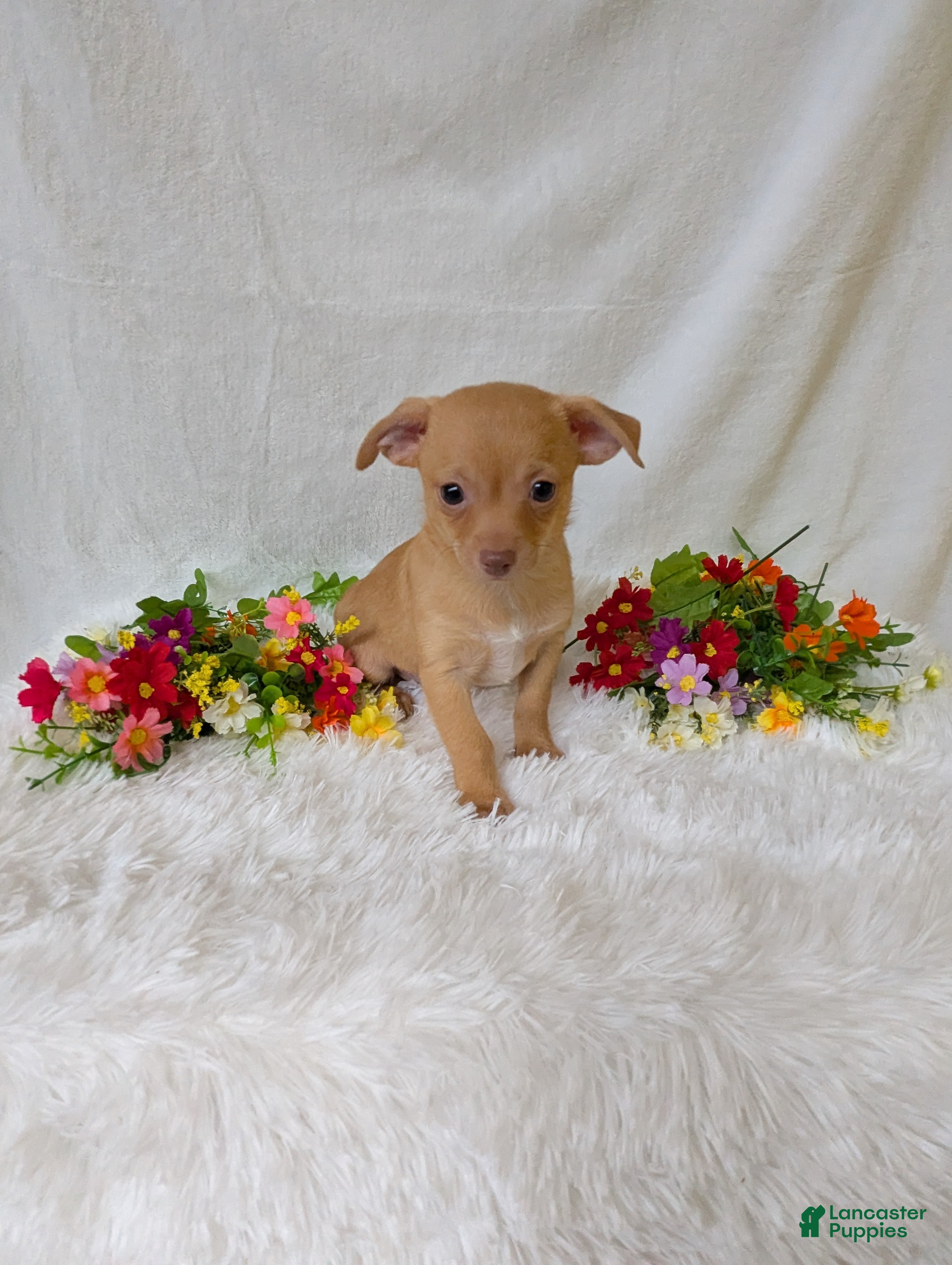 Chihuahua dogs Timmy - Ad 1