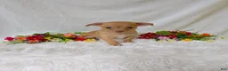 Chihuahua dogs for sale: Timmy - Ad 1