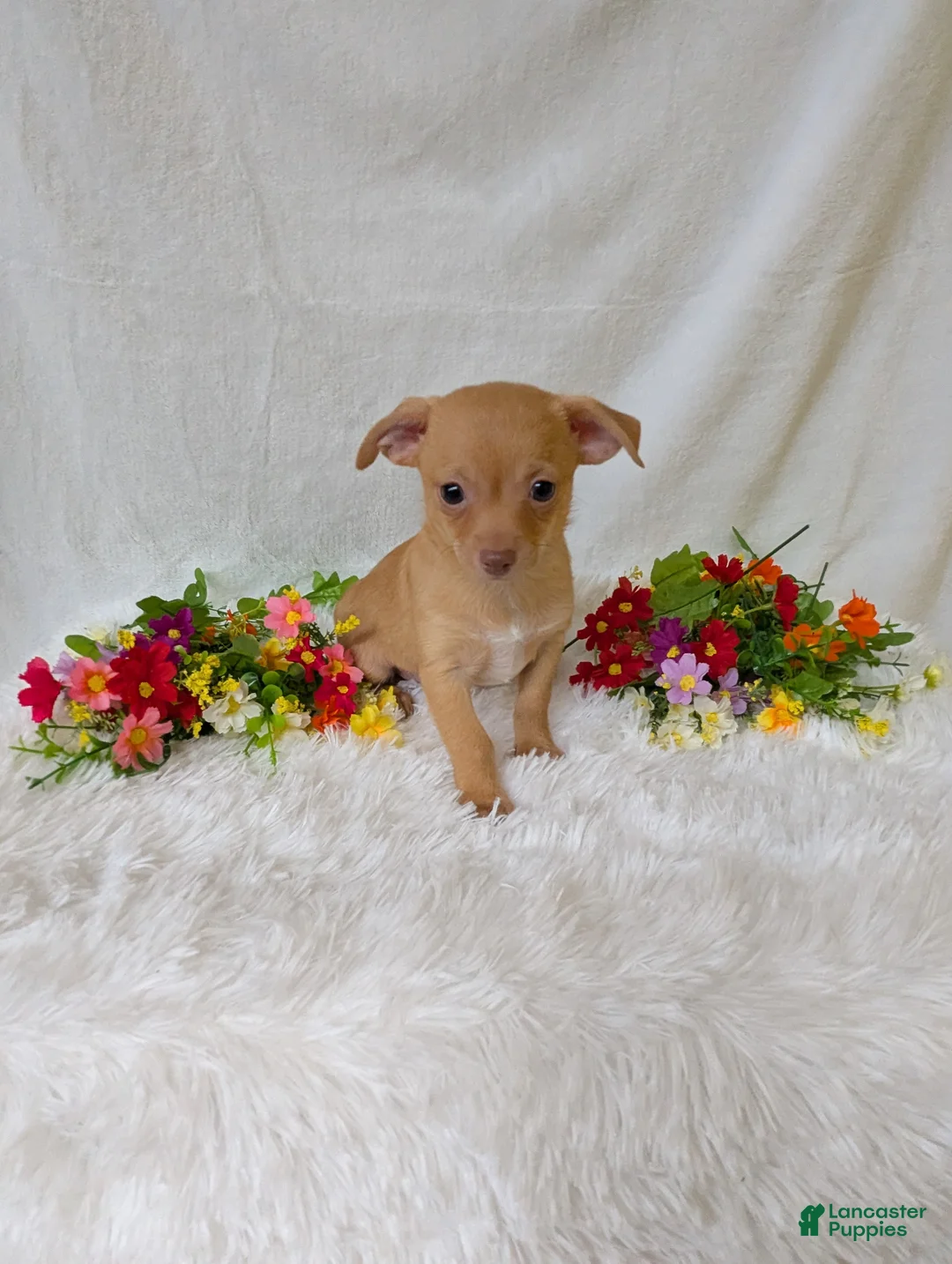 Chihuahua dogs for sale: Timmy - Ad 1