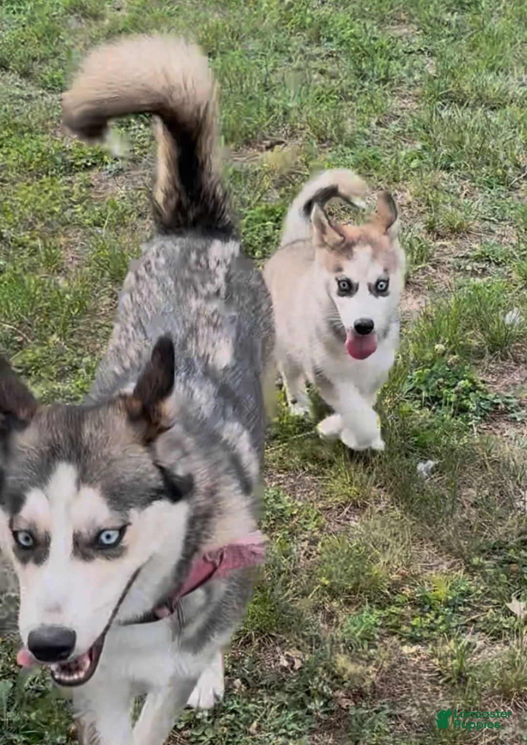 Alaskan Husky dogs for sale: Nova - Ad 2