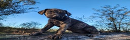 Catahoula Leopard Dog dogs for sale: Tracy II 2025 Female 4 - Ad 9